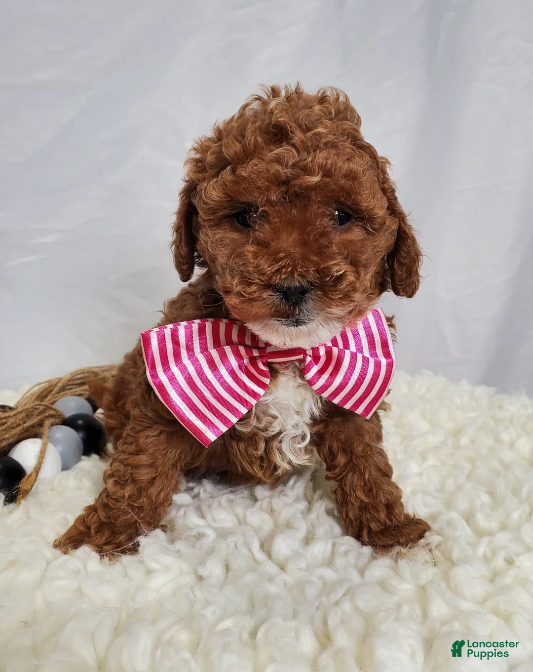 Toy Poodle dogs for sale: Joyce - Ad 3