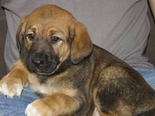 Mixed Breed dogs Daisy - Ad 14