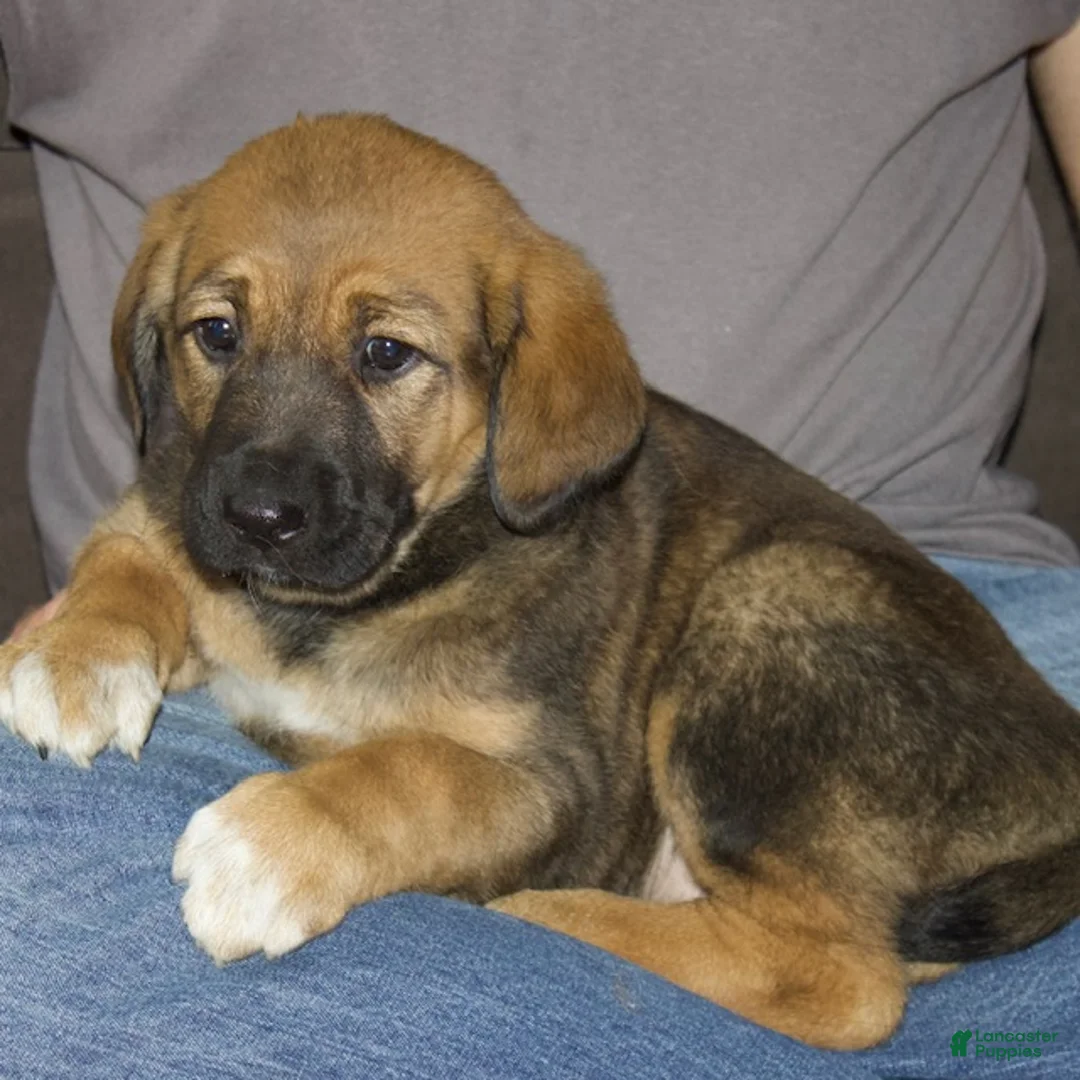 Mixed Breed dogs for sale: Daisy - Ad 1