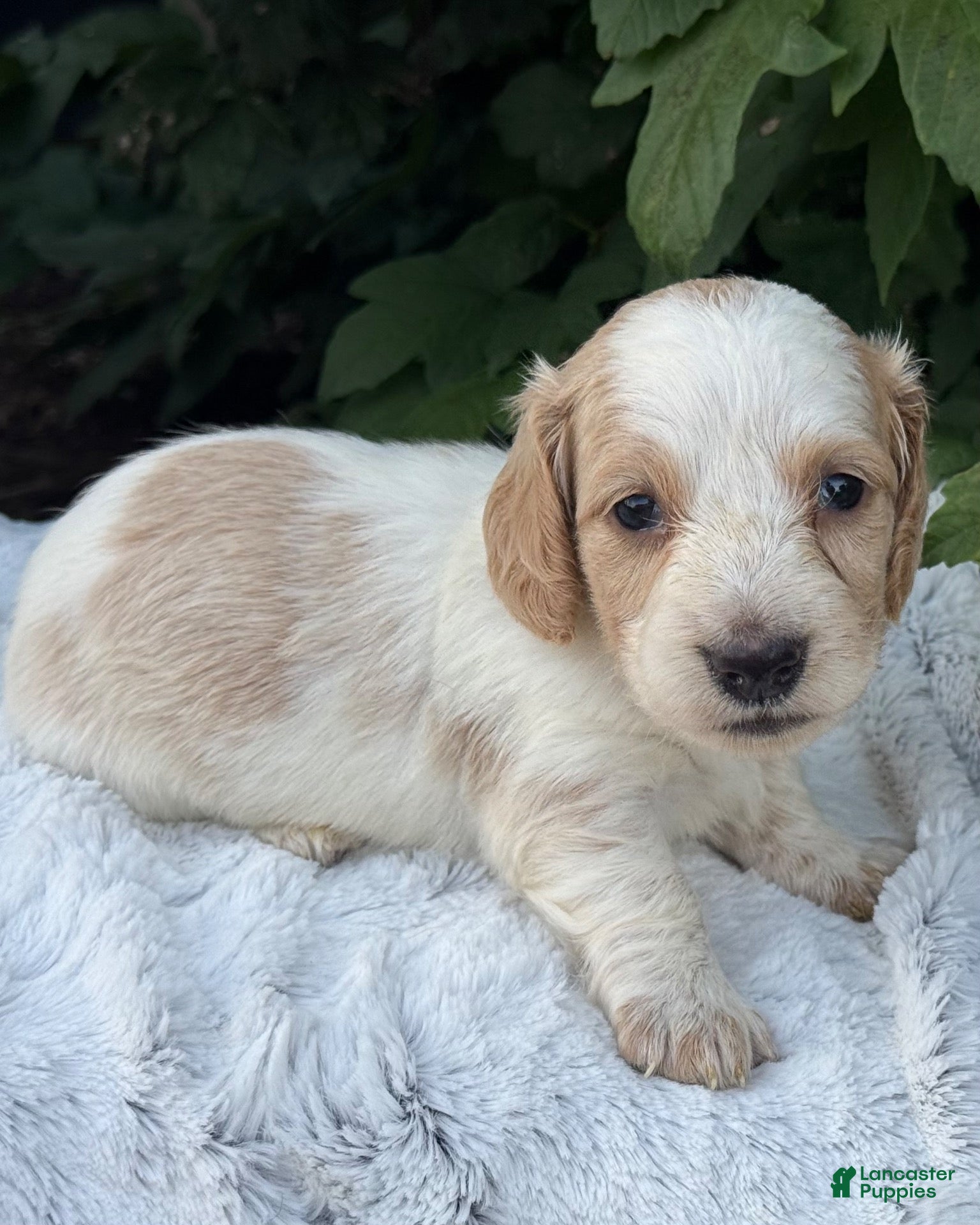 Miniature Dachshund dogs Navy - Ad 2