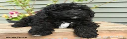 Shihpoo dogs for sale: Bandit - Ad 4