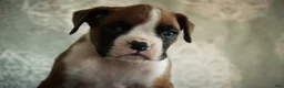 Boxer dogs for sale: Fred - Ad 8