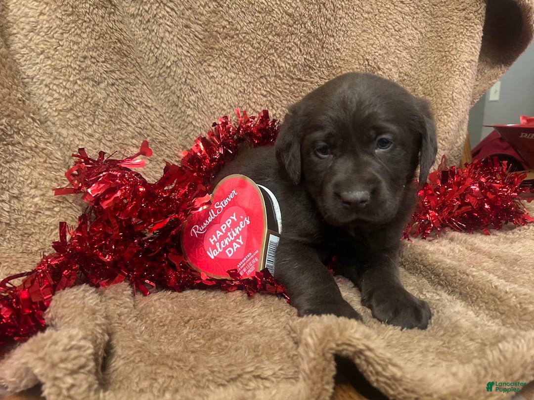 Labrador Retriever dogs for sale: Mocha - Ad 2