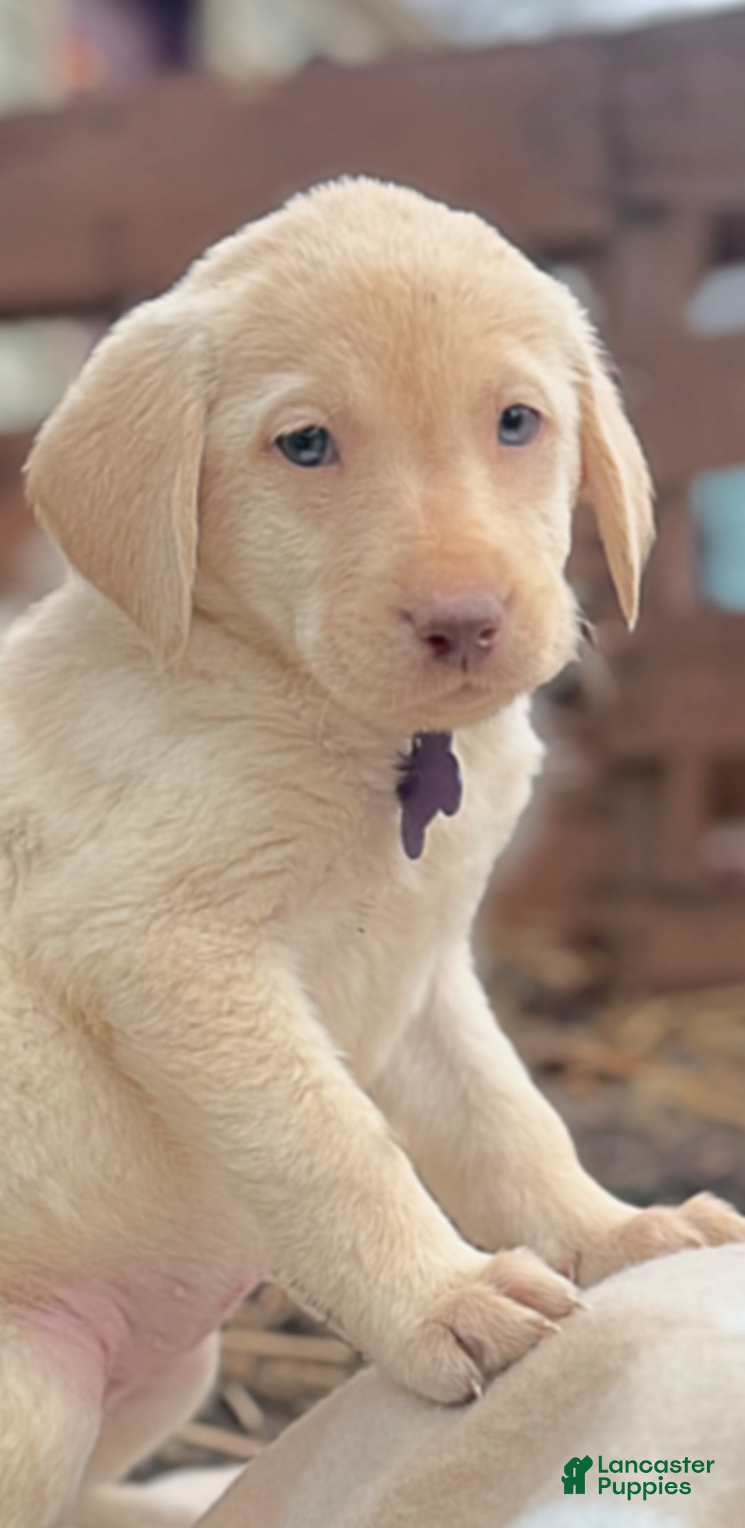 Labrador Retriever dogs for sale: Labrador Retriever Puppy 1 - Ad 10