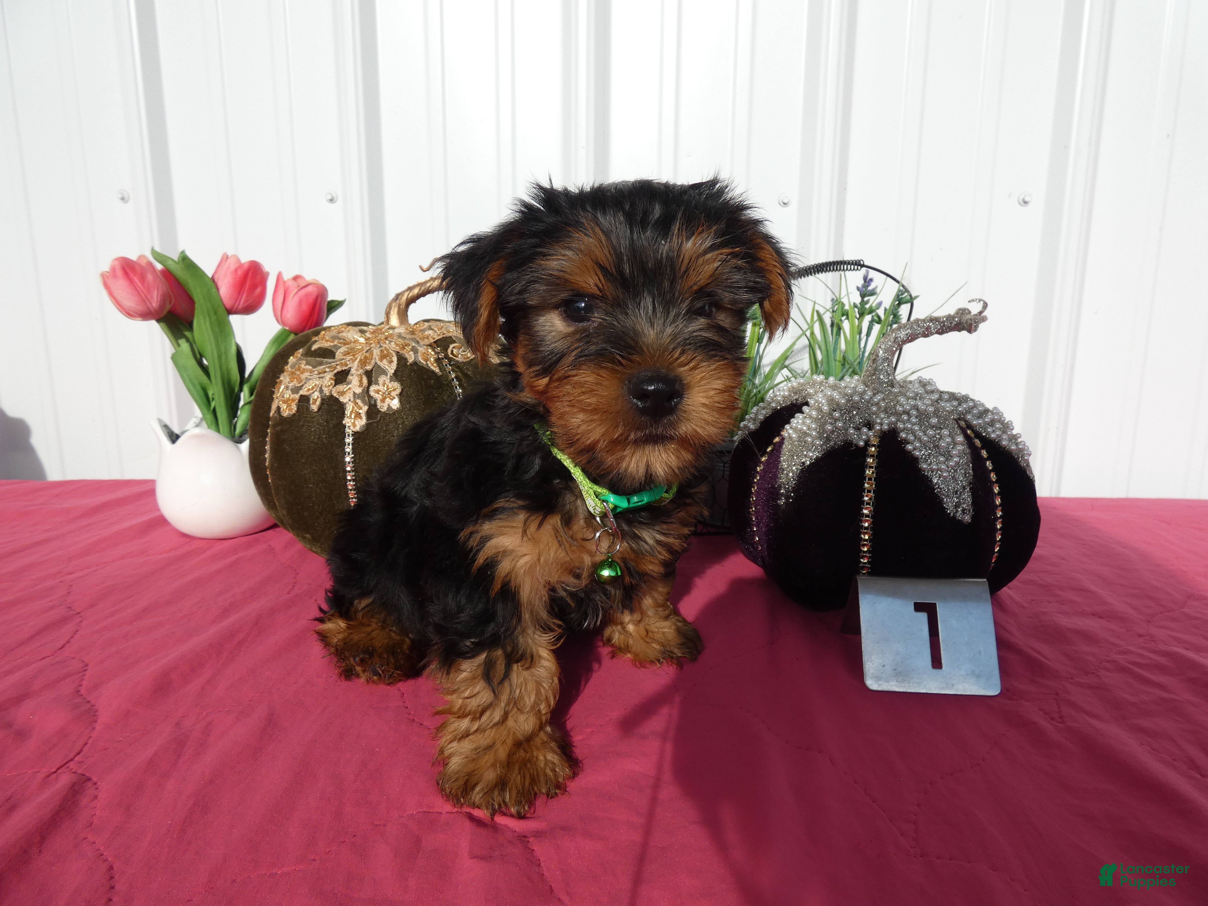 Yorkshire Terrier dogs Yorkshire Terrier 1 Oscar - Ad 3