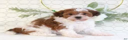 Shihpoo dogs for sale: Ryder - Ad 2