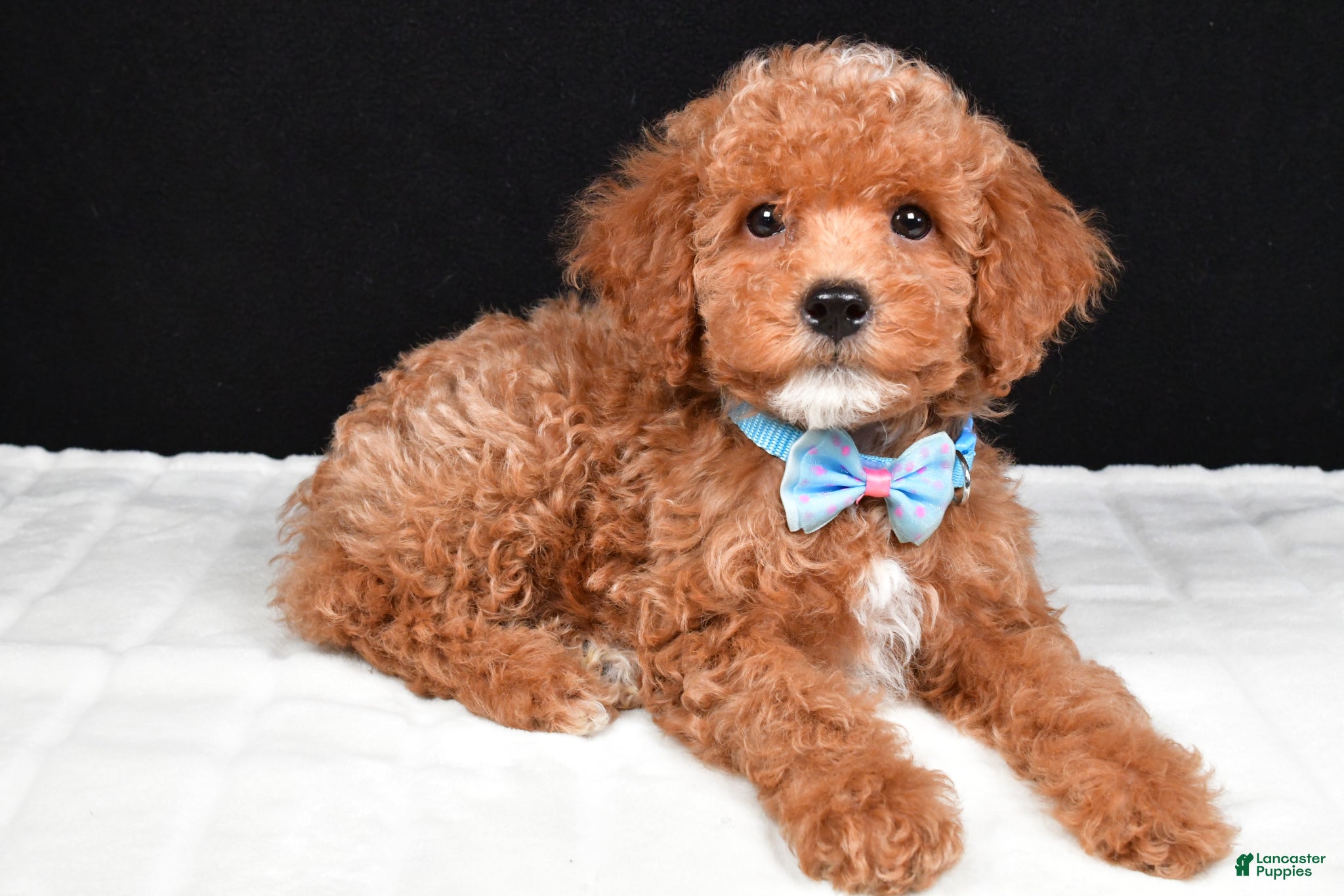 Miniature Poodle dogs Sparky - Ad 2