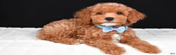 Miniature Poodle dogs for sale: Sparky - Ad 2
