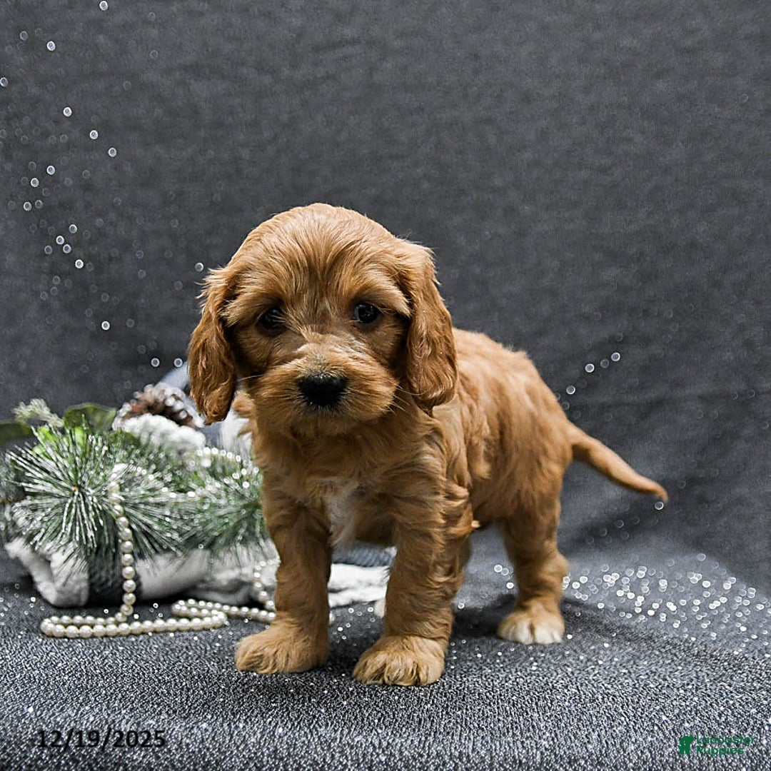 Cavapoo dogs for sale: Princess - Ad 2