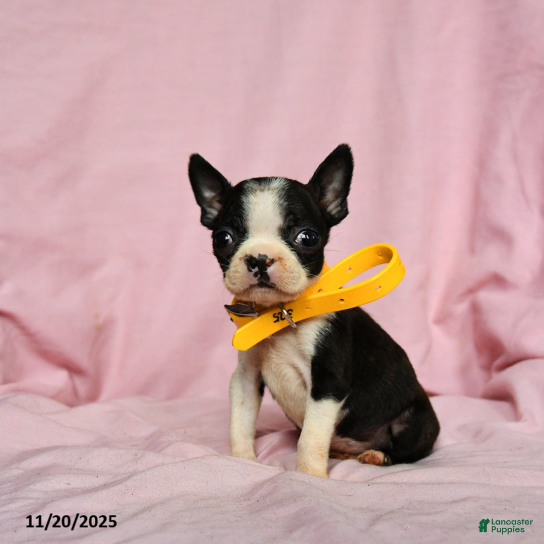 Boston Terrier dogs for sale: Tinkerbell - Ad 1
