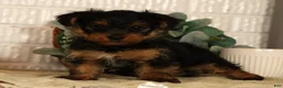 Yorkshire Terrier dogs for sale: Wags - Ad 3