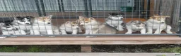 Gerberian Shepsky dogs for sale: Willow - Ad 11
