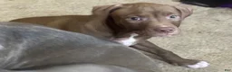American Pit Bull Terrier dogs for sale: American Pit Bull Terrier 3 - Ad 2