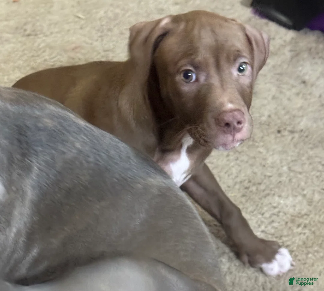 American Pit Bull Terrier dogs for sale: American Pit Bull Terrier 3 - Ad 2