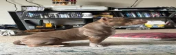 American Bully dogs for sale: Mouse - Ad 4