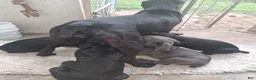 Cane Corso dogs for sale: Cane Corso 6 - Ad 13