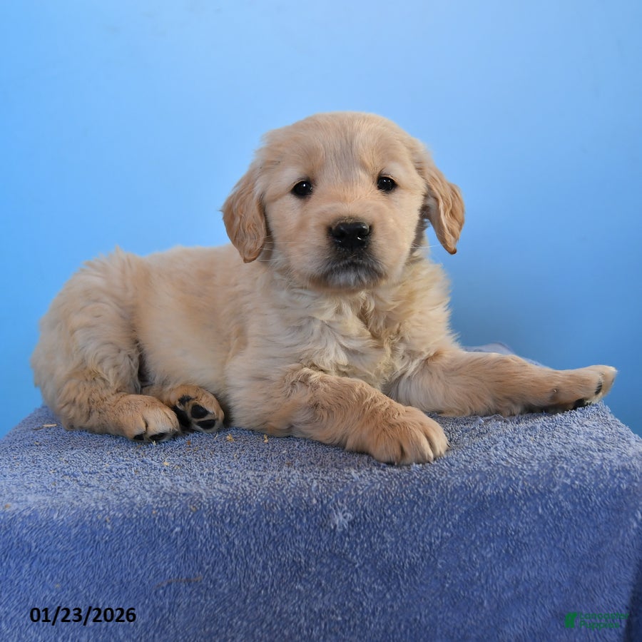Golden Retriever dogs for sale:  Oben - Ad 1