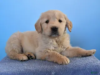 Golden Retriever dogs Oben - Ad 9