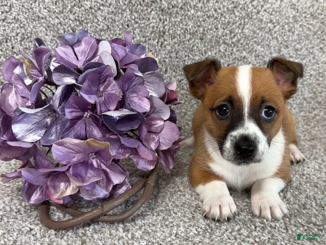 Jack Russell Terrier dogs for sale: Serenity - Ad 1