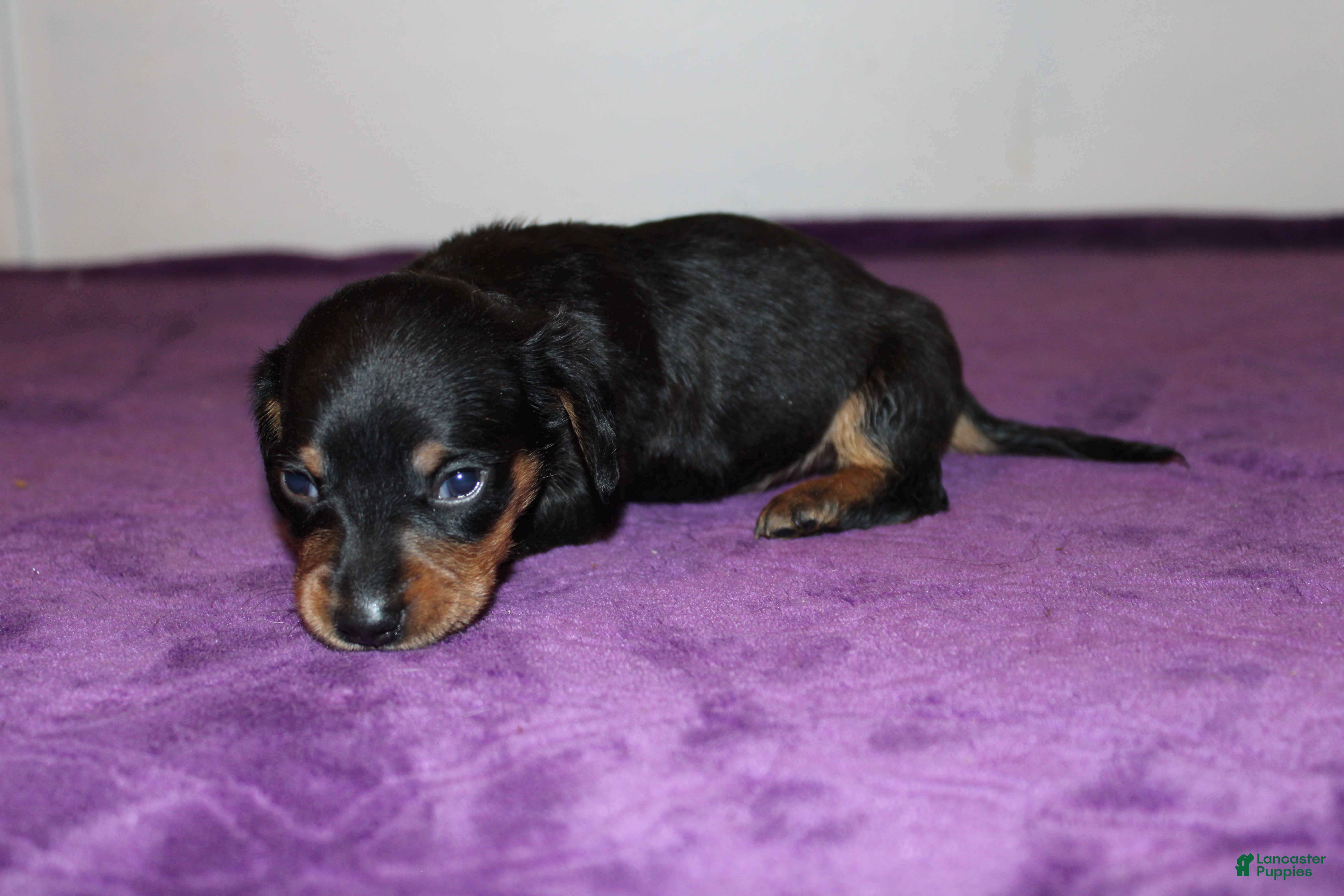Miniature Dachshund dogs Miniature Dachshund Puppy Dolly - Ad 27