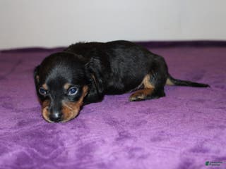 Miniature Dachshund dogs Miniature Dachshund Puppy Dolly - Ad 12