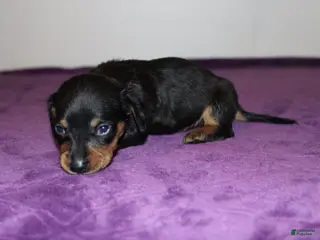 Miniature Dachshund dogs Miniature Dachshund Puppy Dolly - Ad 40