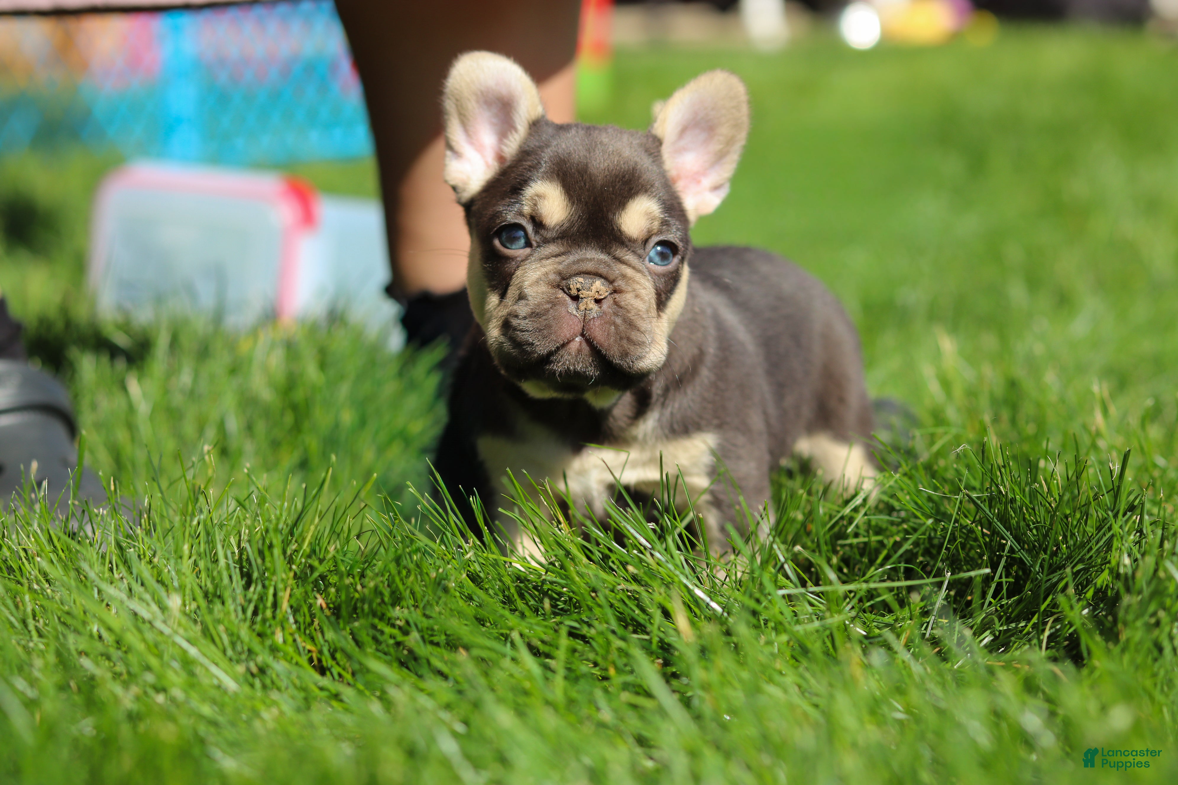 French Bulldog dogs for sale: Chase - Ad 16