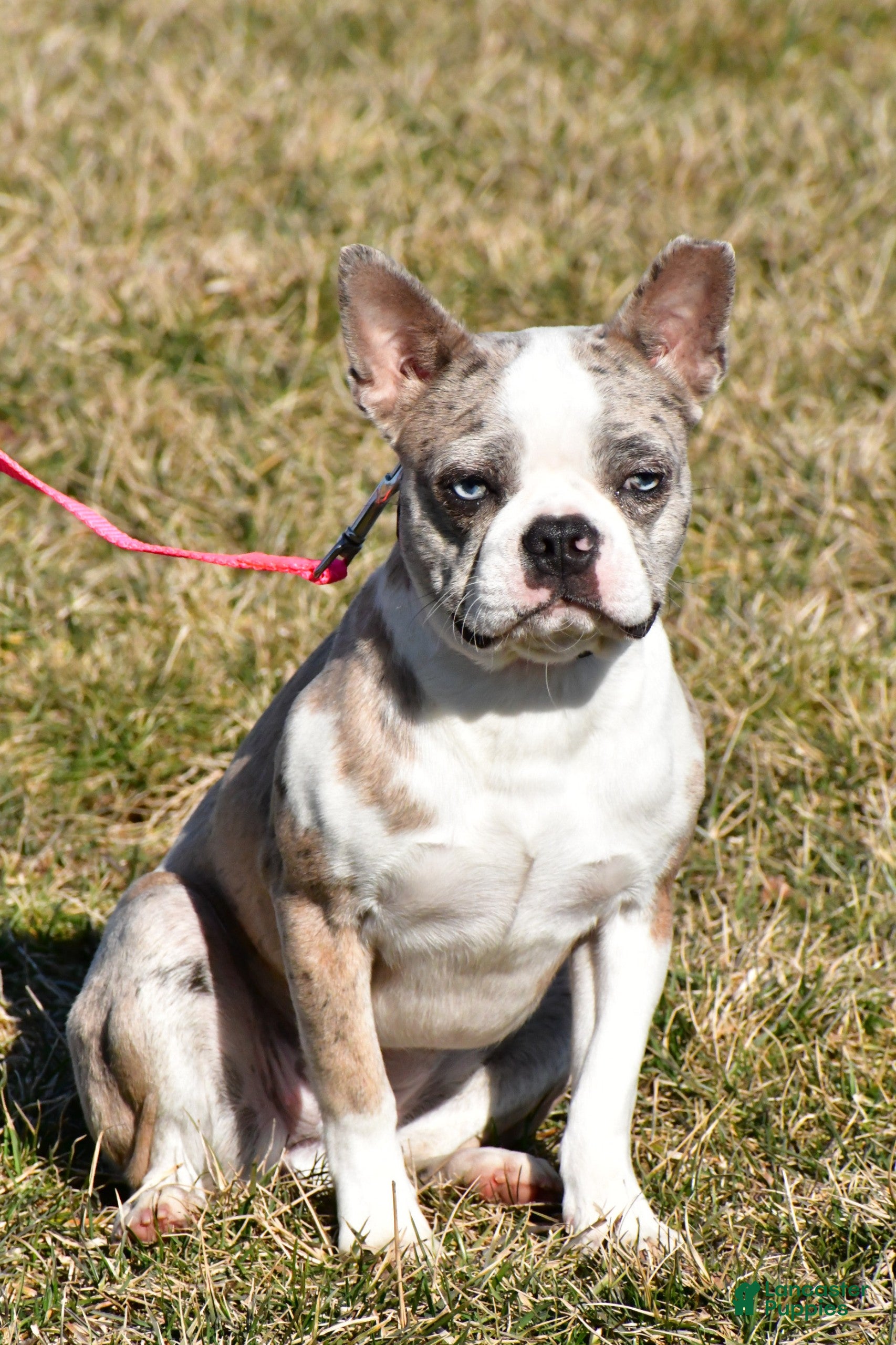 Boston Terrier dogs Lola - Ad 2