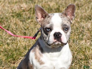 Boston Terrier dogs Lola - Ad 5