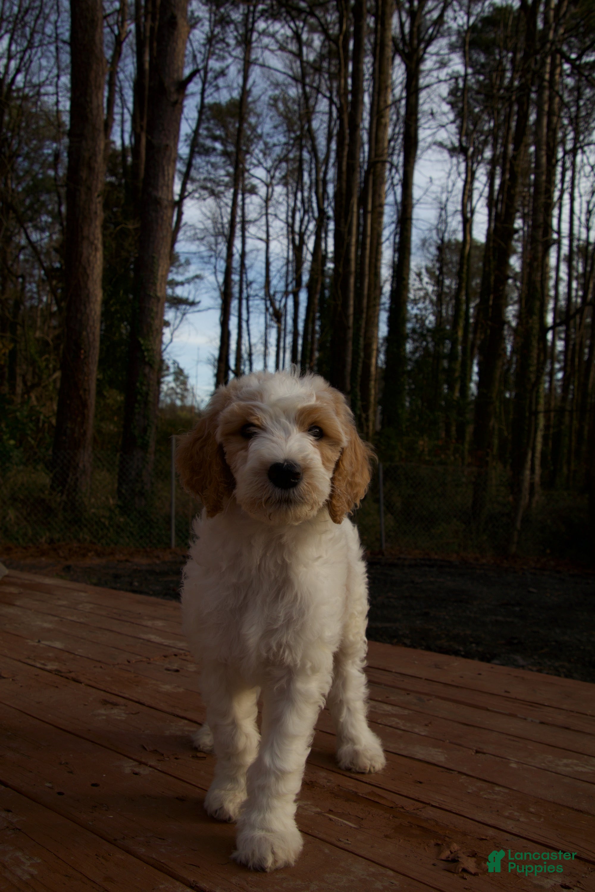 Goldendoodle dogs Goldendoodle Puppy 1 - Ad 20