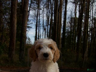 Goldendoodle dogs Goldendoodle Puppy 1 - Ad 20