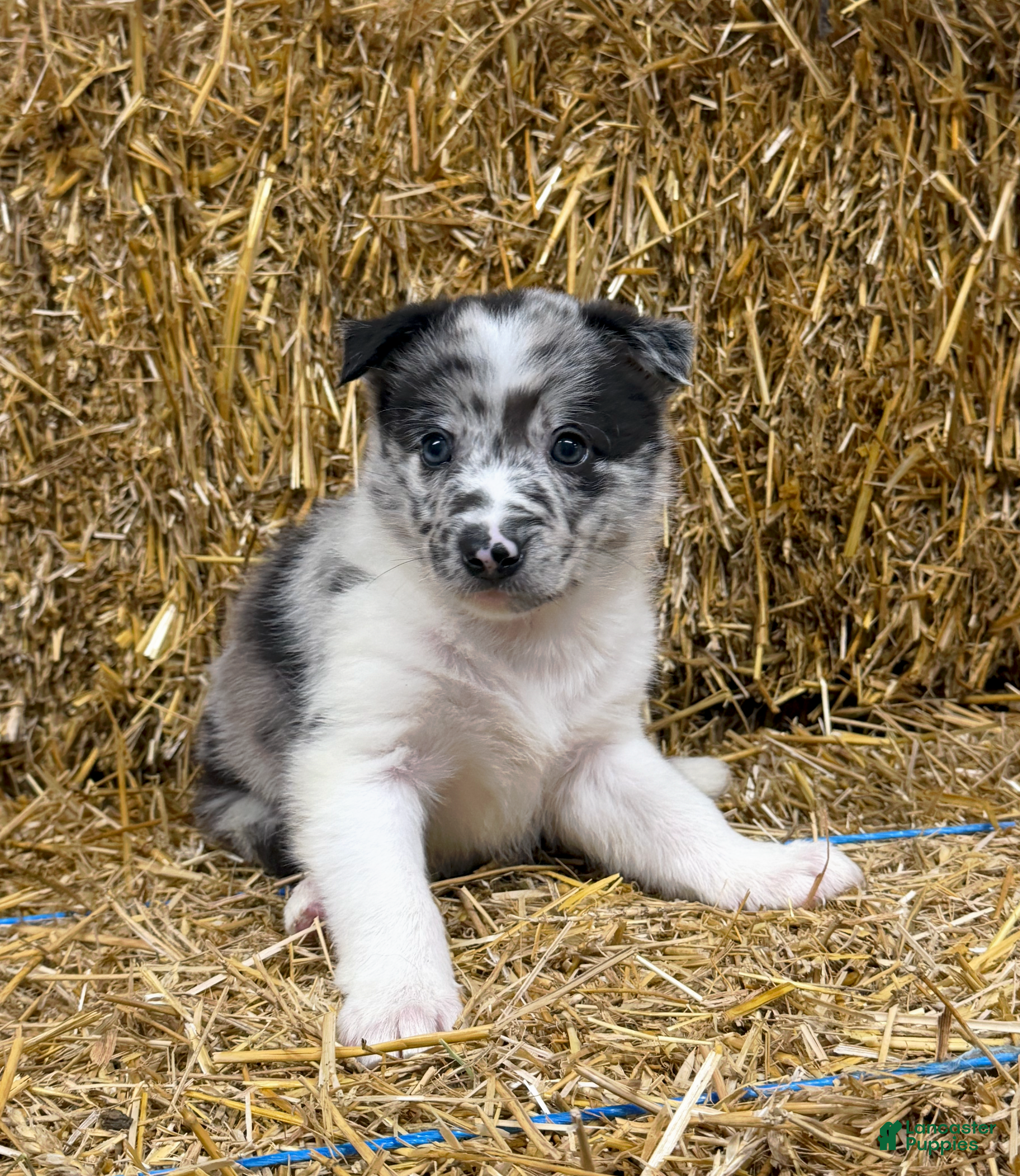 Border Collie dogs Aero - Ad 23