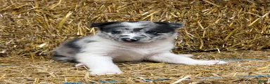 Aero