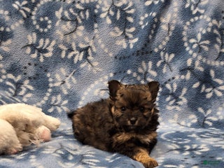 Pomapoo dogs - Ad 31