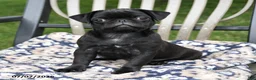 Pug dogs for sale: Adrian - Ad 3