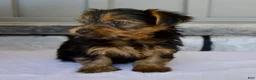 Yorkshire Terrier dogs for sale: Dash - Ad 6