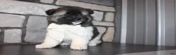 Akita dogs for sale: AKC Riley - Ad 5