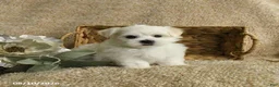 Maltese dogs for sale: Ranger - Ad 1
