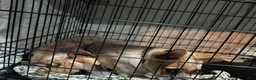 Australian Cattle Dog dogs for sale: Simba and Nala - Ad 1