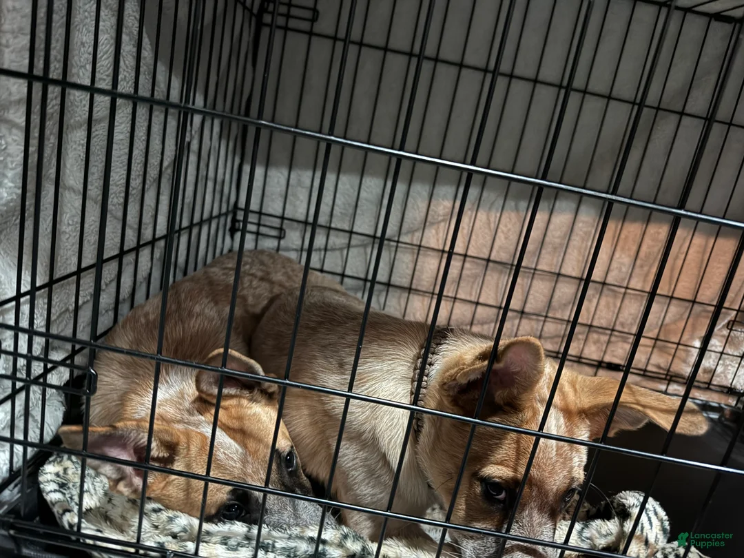 Australian Cattle Dog dogs for sale: Simba and Nala - Ad 1