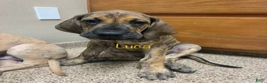 Luca