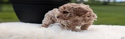 Miniature Poodle dogs for sale: Rascal - Ad 5
