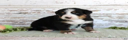 Bernese Mountain Dog dogs for sale: Madison - Ad 3