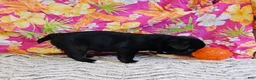Mixed Breed dogs for sale: SALE! Mini Dolly Dimples - Ad 3