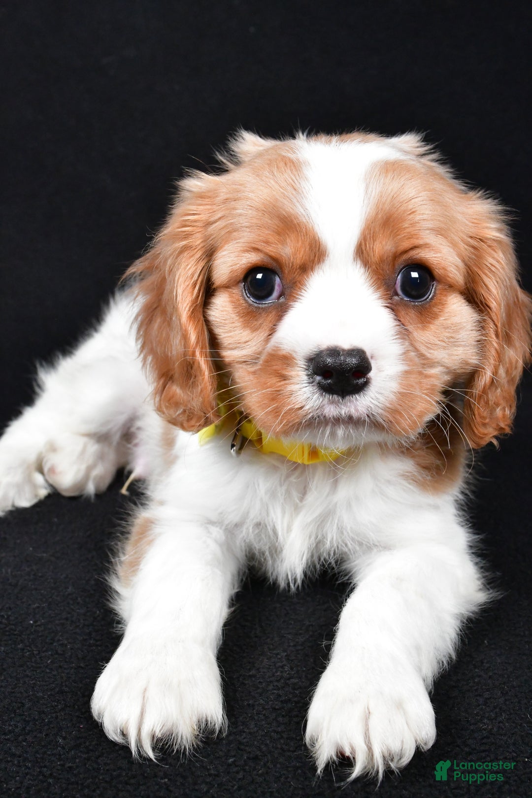 Cavalier King Charles Spaniel dogs for sale: Travis - Ad 5