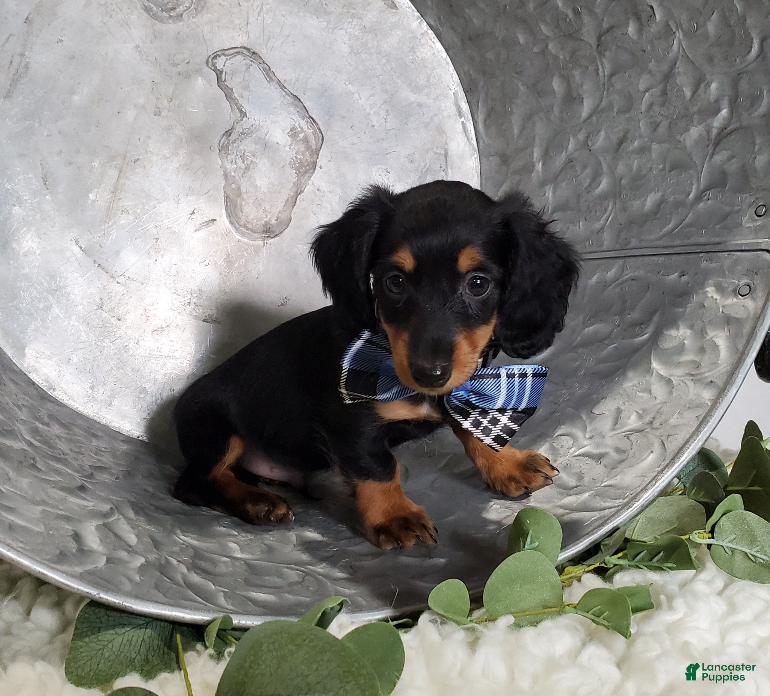 Miniature Dachshund dogs Kyle - Ad 2