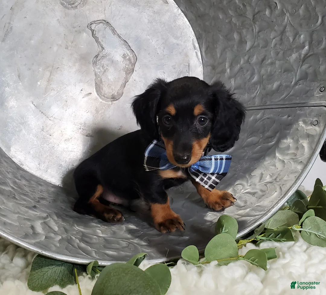 Miniature Dachshund dogs for sale: Kyle - Ad 2