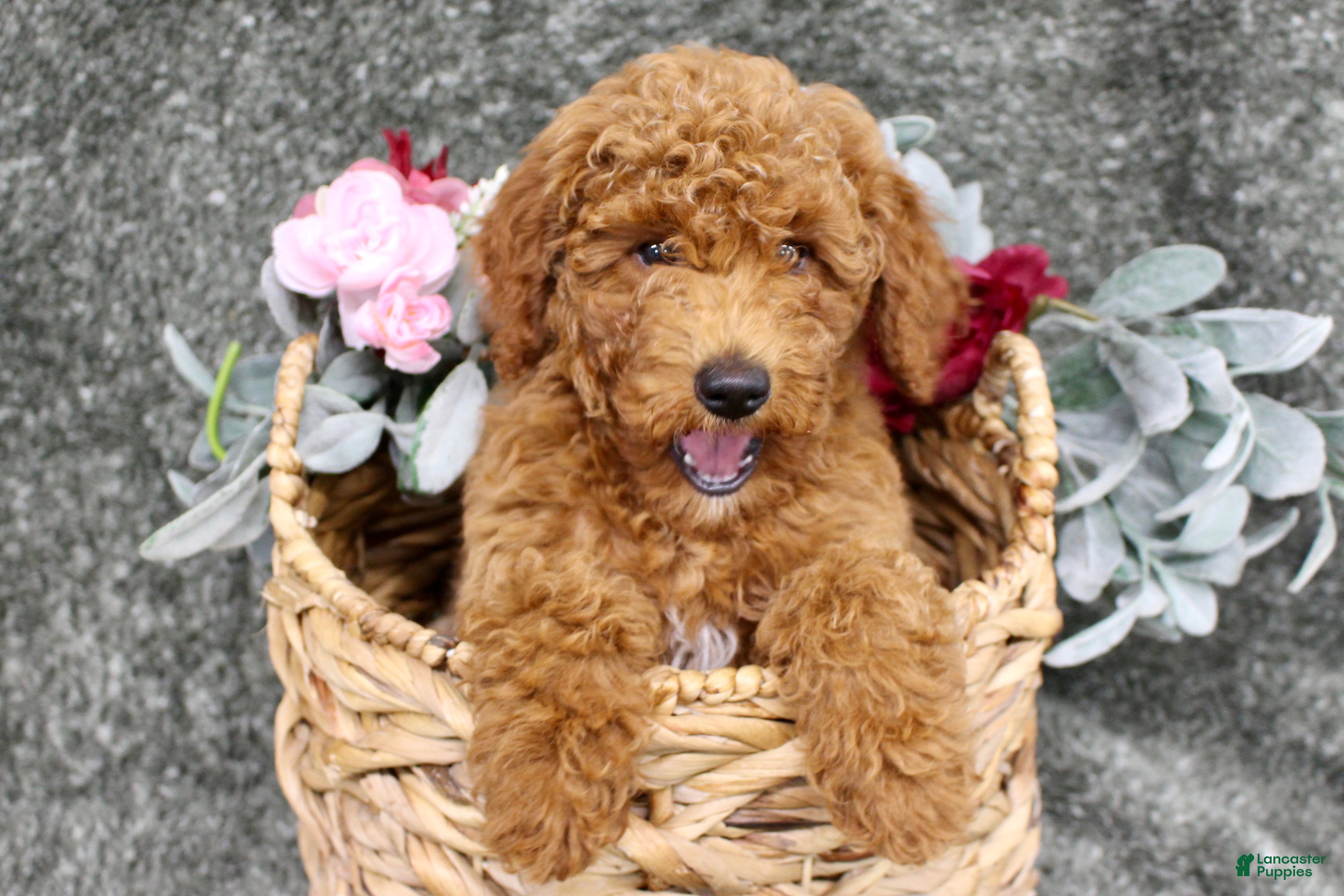 Miniature Poodle dogs Reed- AKC Mini Poodle in NC - Ad 33