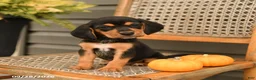 Beagle dogs for sale: Riley - Ad 3