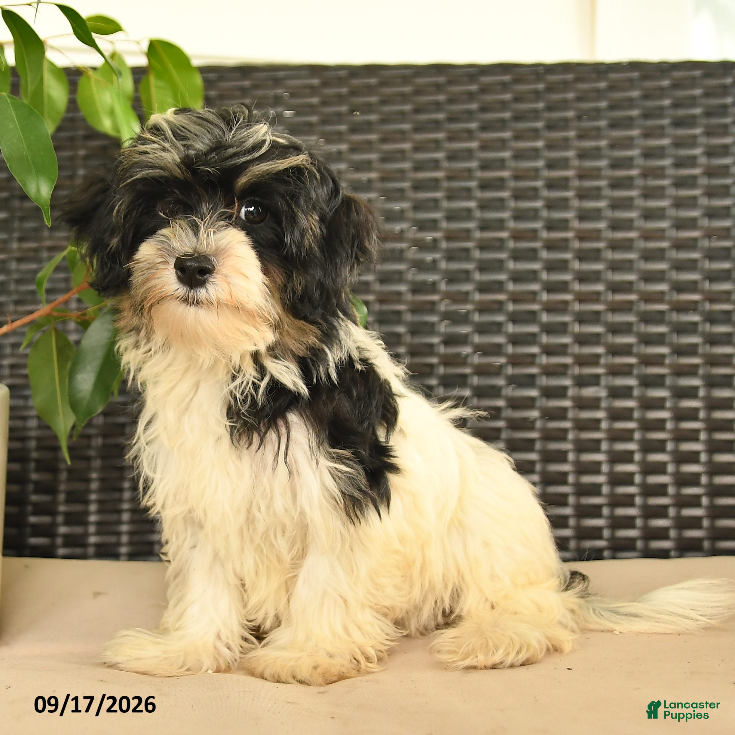 Maltipoo dogs Brooke  - Ad 1